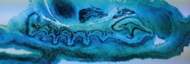bigbrain_pic1
